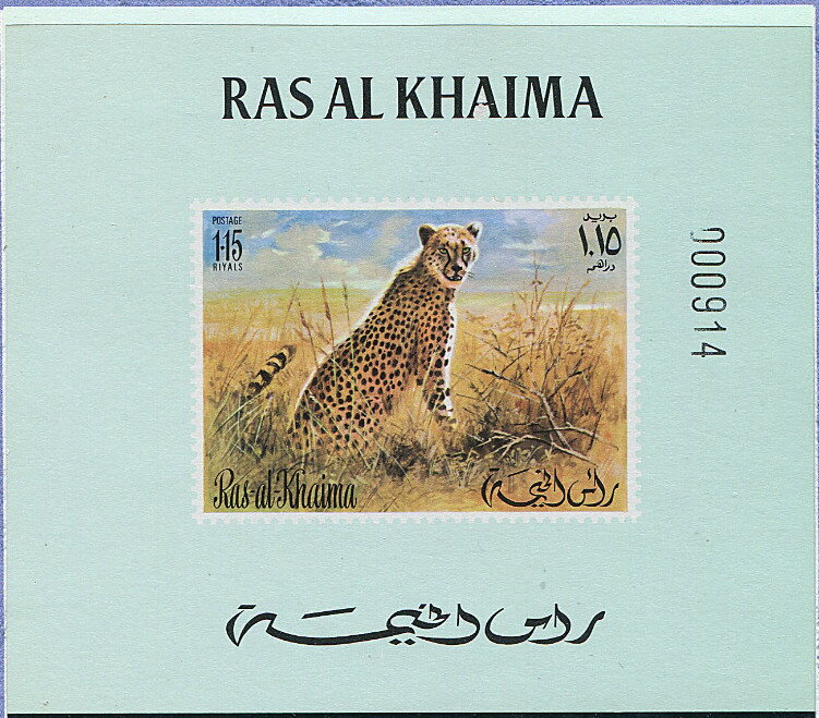 Cheetah (Acinonyx jubatus)