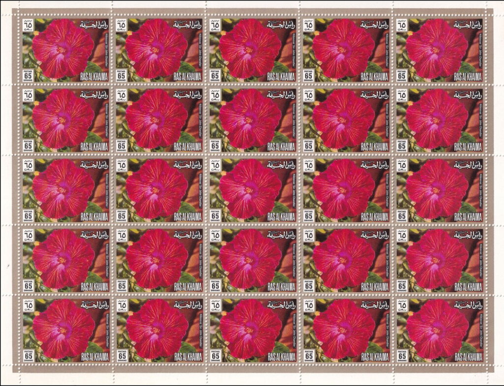 Hibiscus