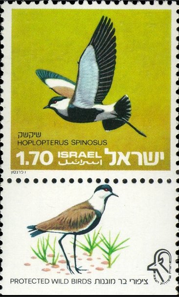 Spur-winged Lapwing (Hoplopterus spinosus)