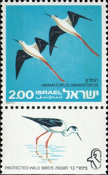 Black-winged Stilt (Himantopus himantopus)