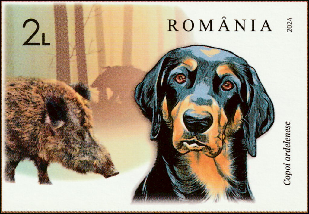 Transylvanian Hound and Wild Boar