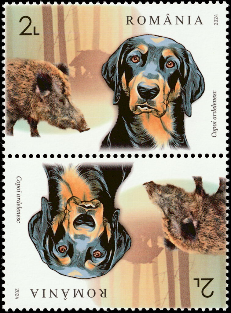 Transylvanian Hound and Wild Boar