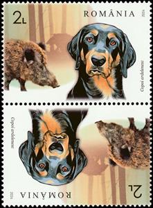 Tete-Beche, Transylvanian Hound and Wild Boar, Romania,  , Animals (Fauna), Dogs, Hunting, Mammals, Pigs