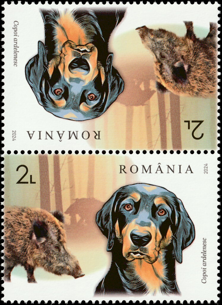 Transylvanian Hound and Wild Boar