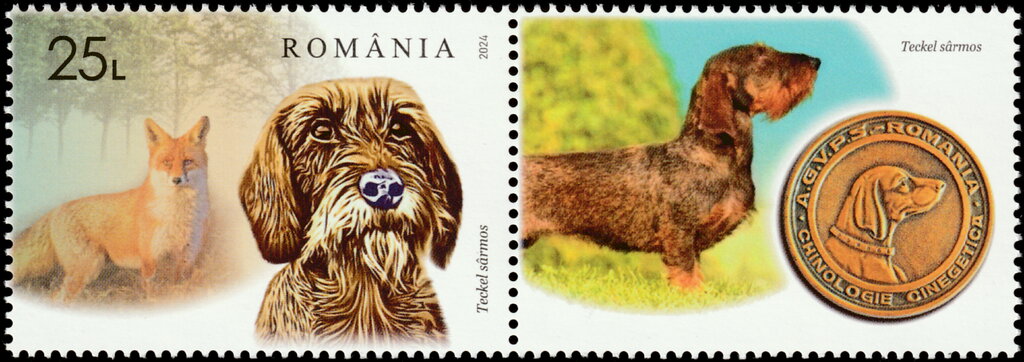 Wirehaired Dachshund and Fox