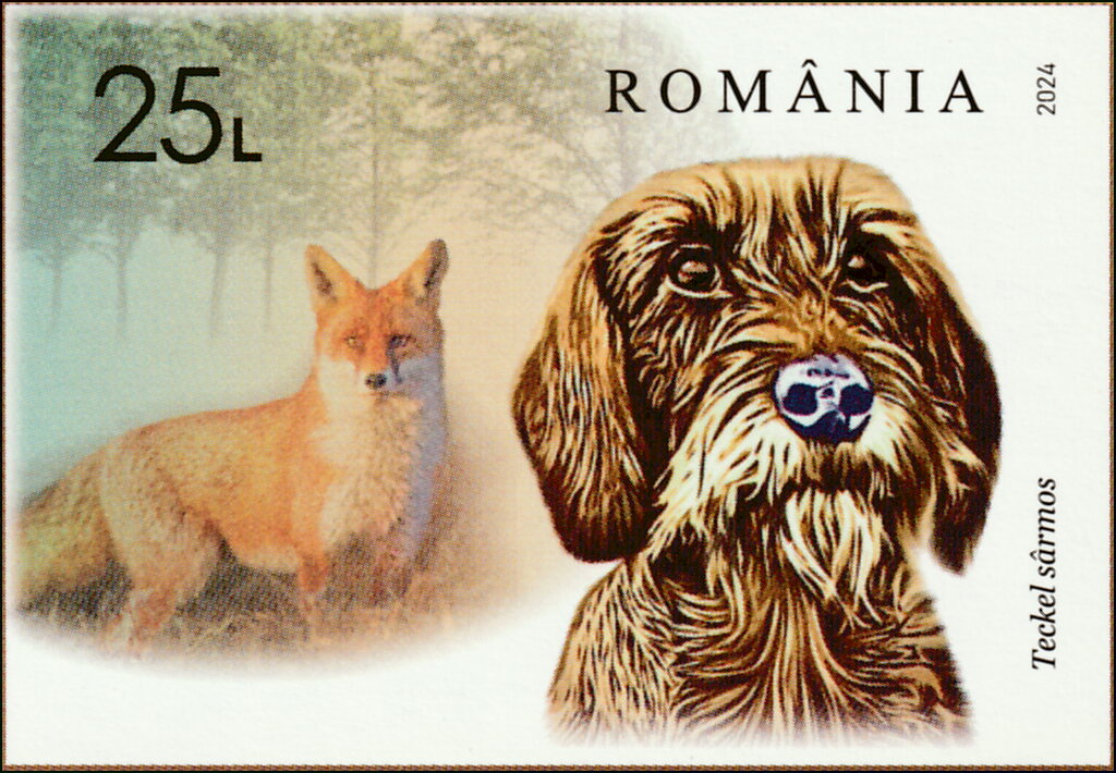 Wirehaired Dachshund and Fox