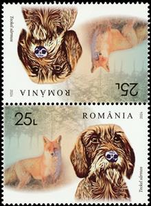 Tete-Beche, Wirehaired Dachshund and Fox, Romania,  , Animals (Fauna), Dogs, Foxes, Hunting, Mammals