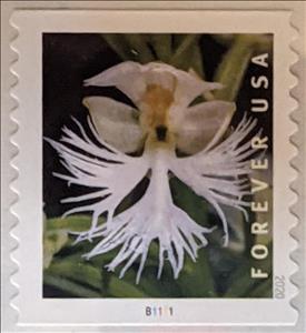 Stamp, Eastern Prairie Fringed Orchid (Platanthera leucophaea), United States of America,  , Flowers, Orchids, Plants (Flora)