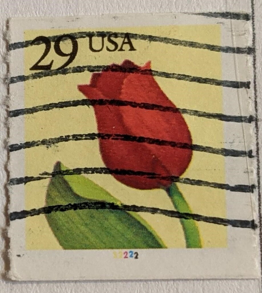 Tulip