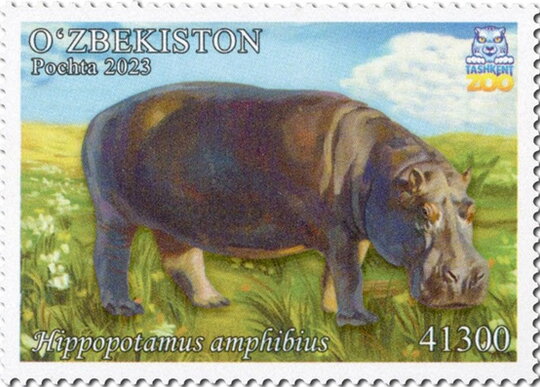Hippopotamus amphibius