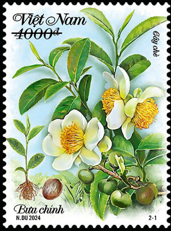 Flowers of Tea Tree