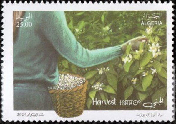 Harvesting Blossoms