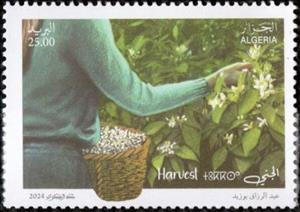 Stamp, Harvesting Blossoms, Algeria,  , Agriculture, Flowers