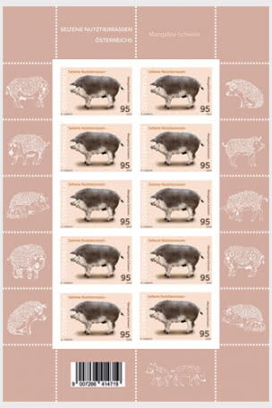 Mangaliza Pigs