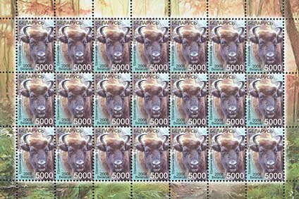 European Bison (Bison bonasus)