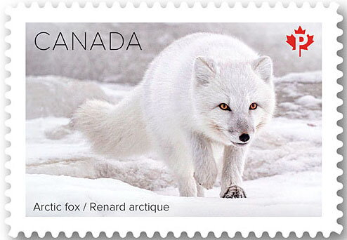 Arctic fox (Vulpes lagopus)