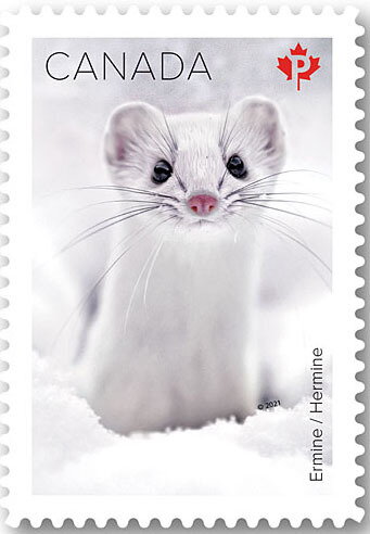 Ermine (Mustela erminea)