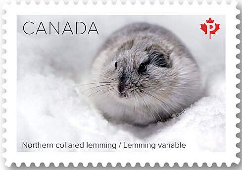 Northern Collared Lemming (Dicrostonyx groenlandicus)