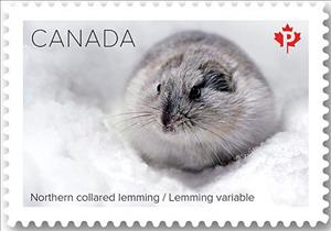 Stamp, Northern Collared Lemming (Dicrostonyx groenlandicus), Canada,  , Animals (Fauna), Mammals