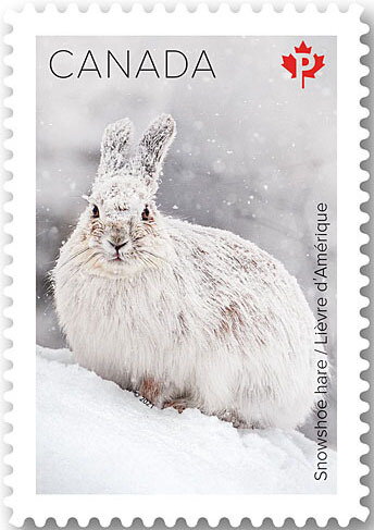 Snowshoe Hare (Lepus americanus)