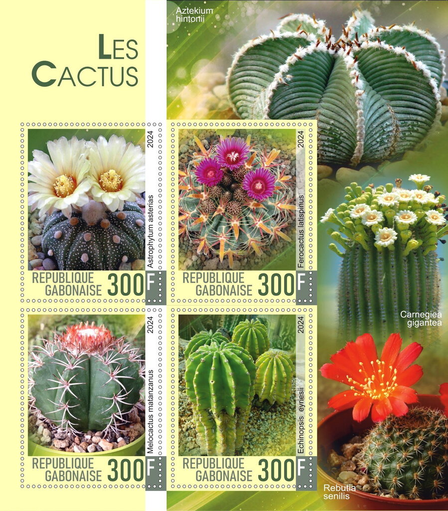 Cactus