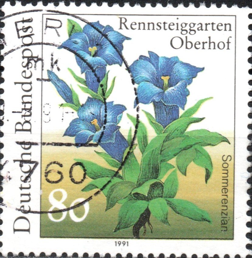 Gentian (Gentiana septemfida)