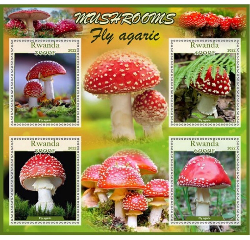 Mushrooms Fly agaric