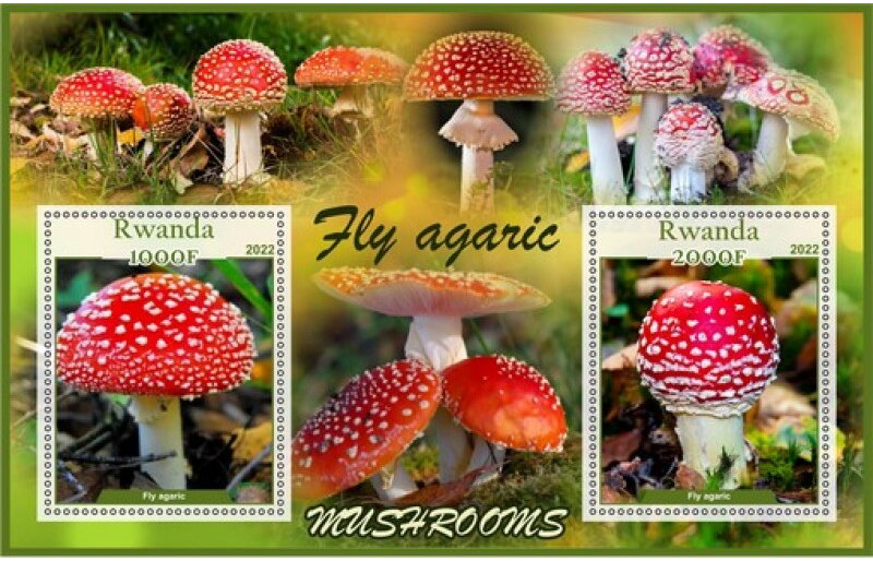 Mushrooms Fly agaric