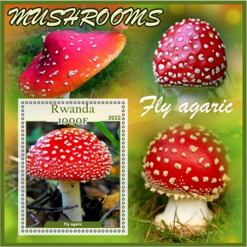 Mushrooms Fly agaric