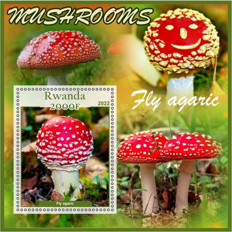 Mushrooms Fly agaric