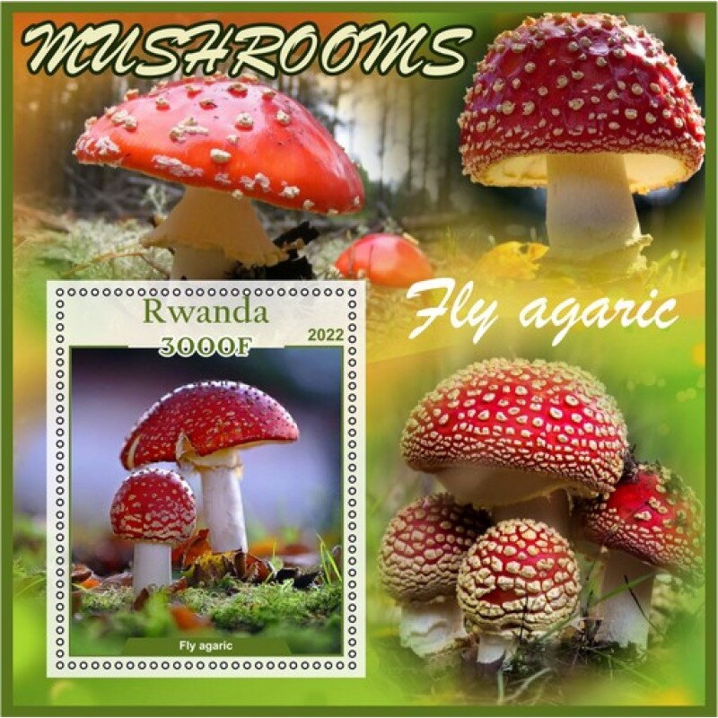 Mushrooms Fly agaric