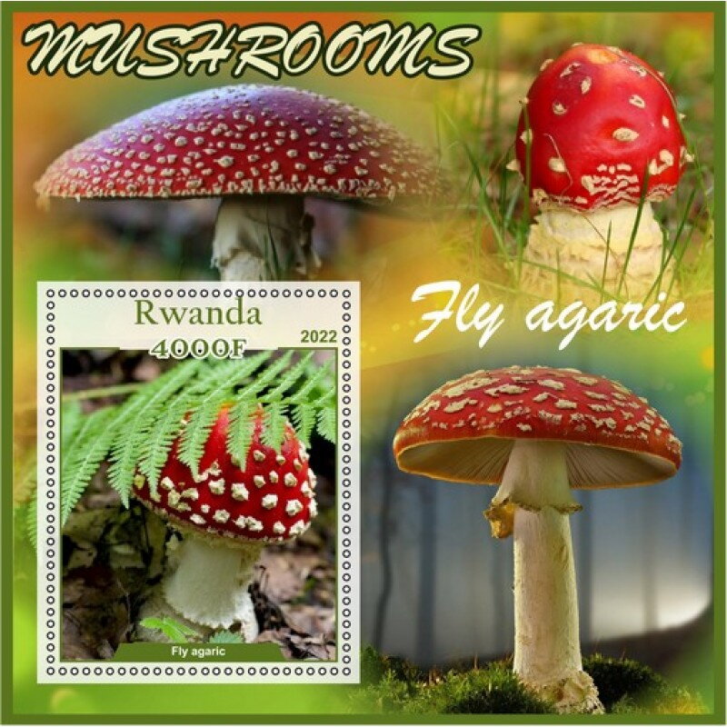 Mushrooms Fly agaric