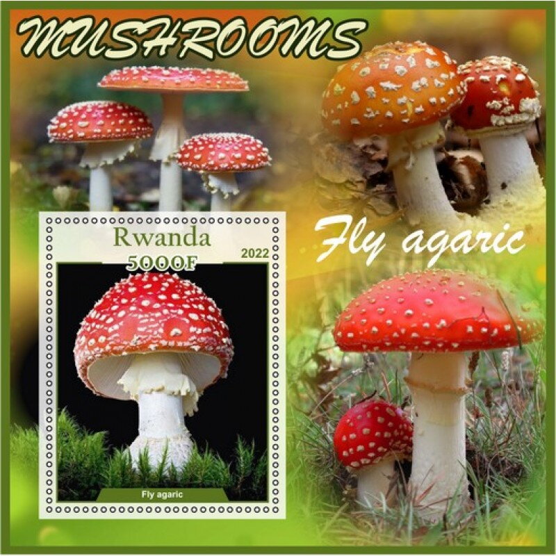 Mushrooms Fly agaric