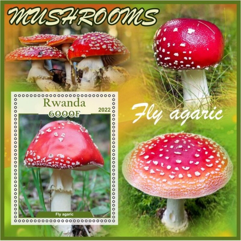 Mushrooms Fly agaric