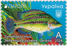 East Atlantic Peacock Wrasse (Symphodus tinca)