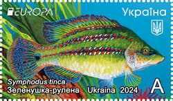 East Atlantic Peacock Wrasse (Symphodus tinca)