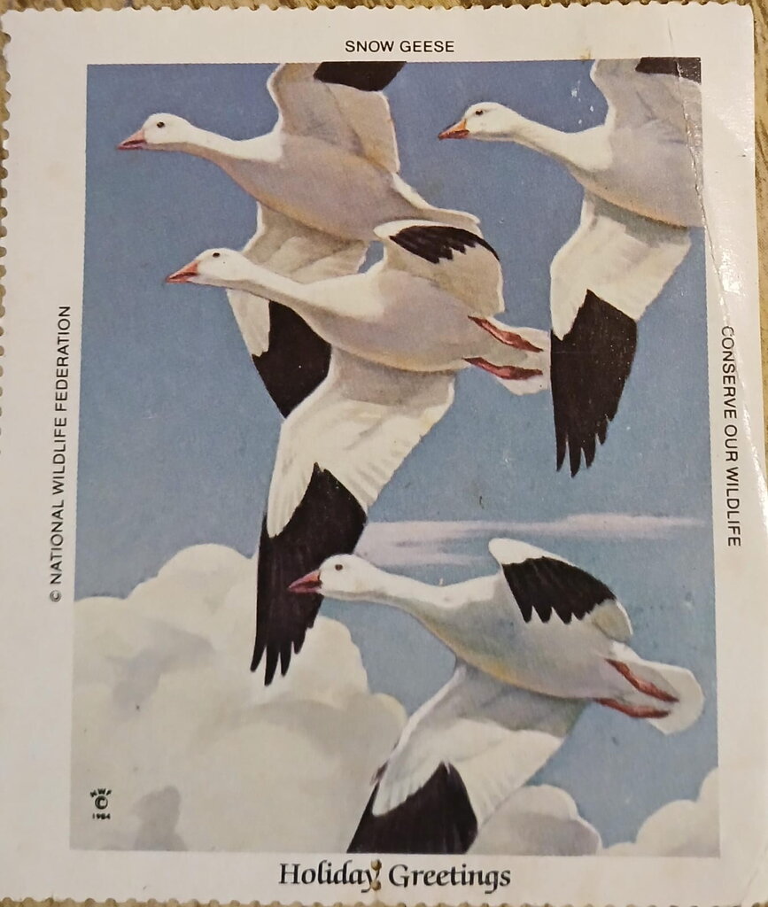 Snow Geese