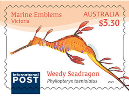 Weedy Seadragon (Phyllopteryx taeniolatus)