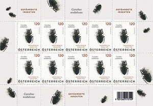 Carabus nodulosus