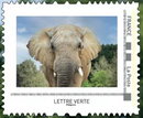 African Elephant