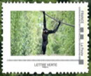 Gibbon