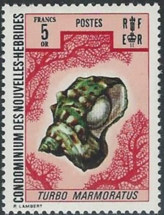 Marble Top Shell (Turbo marmoratus)