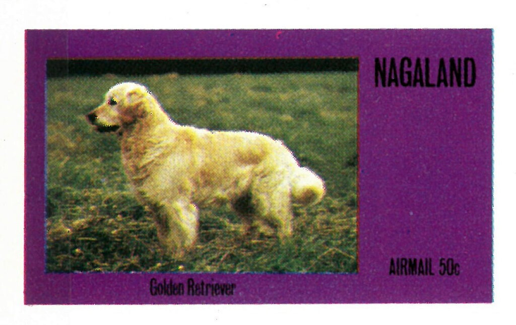 Dogs
