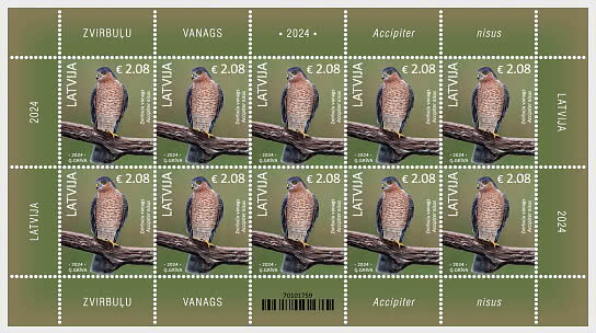 Eurasian Sparrowhawk (Accipiter nisus)