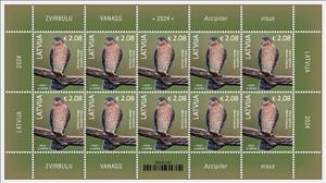 Full Pane, Eurasian Sparrowhawk (Accipiter nisus), Latvia,  , Animals (Fauna), Birds, Birds of Prey