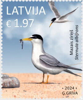 Stamp, Little Tern (Sternula albifrons), Latvia,  , Animals (Fauna), Birds