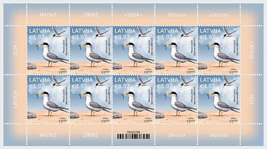 Little Tern (Sternula albifrons)