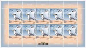 Full Pane, Little Tern (Sternula albifrons), Latvia,  , Animals (Fauna), Birds