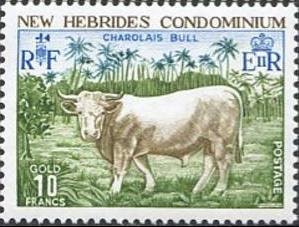 Charolais Bull