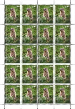Marmots (Marmota)